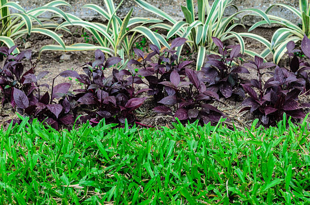 Ace Landscapes Reveals The Best Mulch and Turf Supplies In Sydney For Stunning Gardens