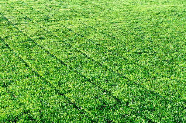 Say Goodbye To Patchy Lawns: Sir Walter Buffalo from Ace Landscapes & Turf Supplies