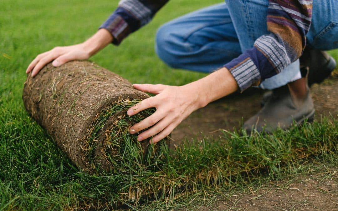 Discover Premium Turf Supplies in Sydney with Ace Landscapes & Turf Supplies